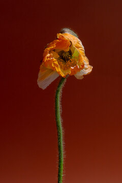 A Lone Poppy Wilting Gracefully Against a Warm Crimson Backdrop
