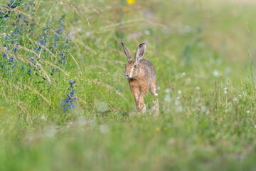 European hare (Lepus europaeus) Brown hare hopping in motion in a meadow