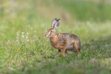 European hare (Lepus europaeus) Brown hare hopping in motion in a meadow