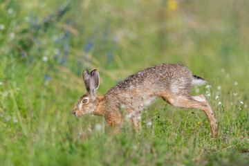 European hare (Lepus europaeus) Brown hare hopping in motion in a meadow