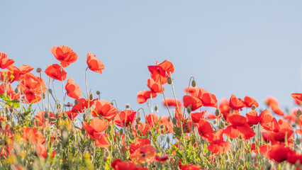 Obraz premium Red poppies blooming in spring, banner.