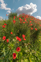 Red poppies blooming in spring
