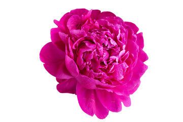 part of a pink peony flower on a white background