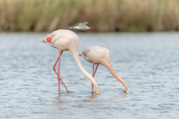 Two flamingos (Phoenicopterus roseus) eating in a pond in a natural reserve.