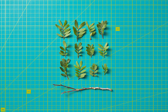 Green leaves in square shape with dry tree branch on cutting mat
