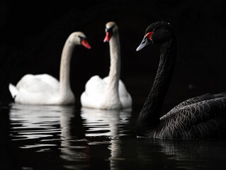 Majestic Black Swan: Elegance, Calm, Symbolism in Finance, Rare Event and Unpredictable Phenomena