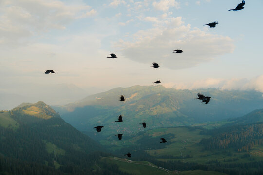 Flock of birds flying in Swiss Alps 