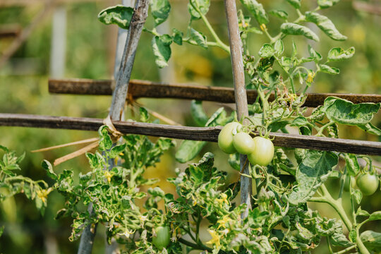Close-up of Tomato Plant