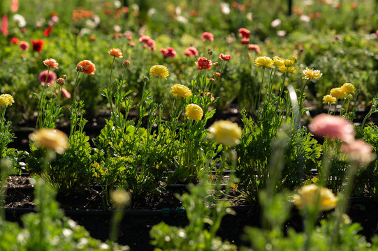 Rows of Ranunculus in morning light