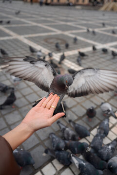  Outdoor photos of doves on the hand 
