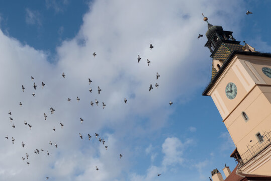  Outdoor scene of birds flying in the sky