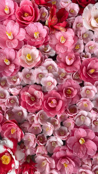 Camellia flowers in the water