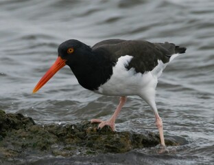 Aan American oystercatcher with its striking orange beak standing on a rocky shore