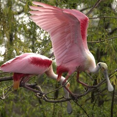 Roseate spoonbills perched on a tree branch with lush green foliage in the background