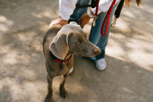 Weimaraner Dog Enjoying Sunny Outdoors