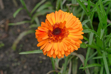 Bright orange double calendula flower in a flower bed in the garden.