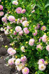 Soft pink terry dahlias in a flowerbed in the garden.