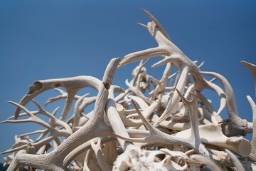 Cody's Antler