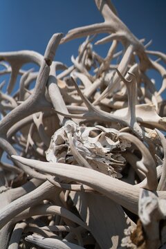 Antler Entanglement