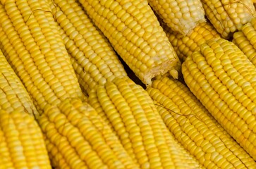 Corn cobs seen up close. Selective focus.