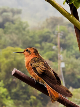 Cinnamon hummingbird perched on a branch