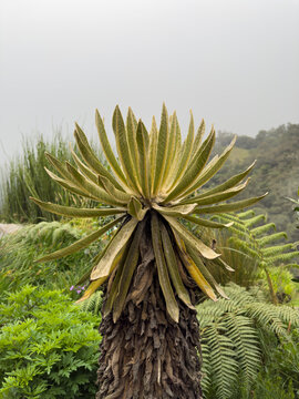 Fog-Enshrouded Frailej&oacute;n in Highland