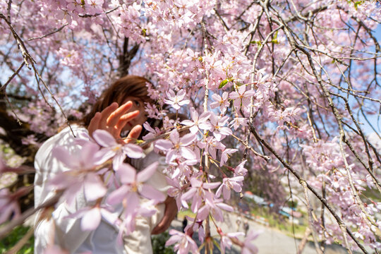 Baby's first cherry blossom