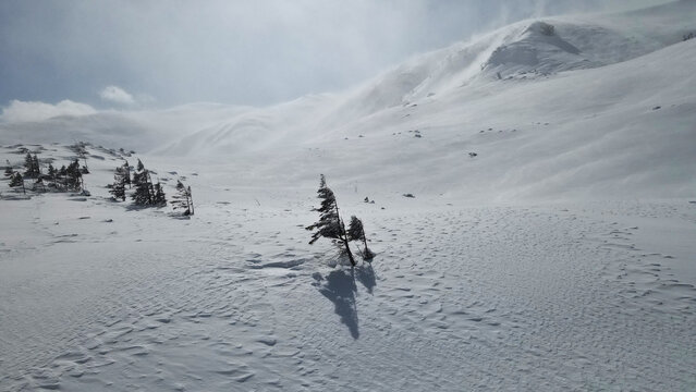 Rocky Mountains with snow.
Tree in snow.