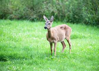 Adorable female roe deer standing on a green meadow in early morning. Wild animal concept (Capreolus capreolus) Copy space.