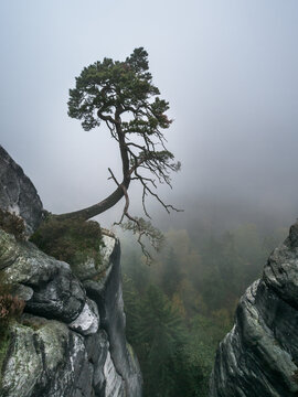 Lonely Tree Surviving at Rocks