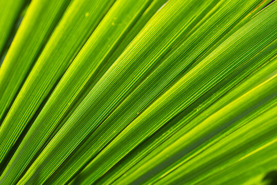 Abstract Palm Tree Texture