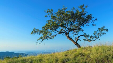 Solitary tree with sprawling branches on the hilltop under the clear blue sky