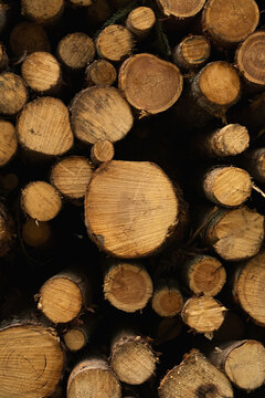 Fresh cuted trees in forest.