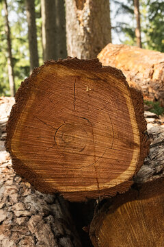 Fresh cuted trees in forest.
