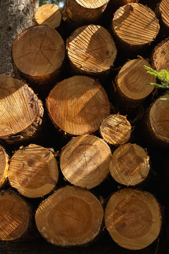 Fresh cuted trees in forest.