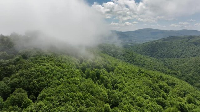 Extensive beech forest under spring mists. Roncesvalles-Burguete. Navarrese Pyrenees