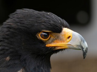 Closeup of a Verreaux's Eagle - Aquila verreauxii.