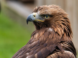 Portrait of a majestic Golden Eagle Aquila chrysalis. Majestic hawk icon, with its sharp profile...