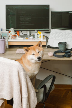 Portrait of a cute dog sitting on an chair in front of a computer. 