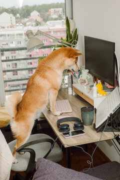 Cure dog on programmer workplace in the office. 