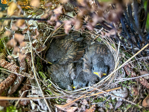 Baby junkos