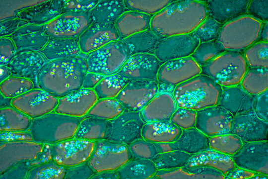 Caulis Sinomenii stem plant cells micrograph
