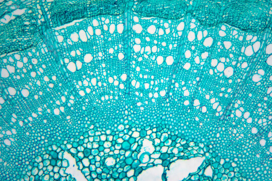 Caulis Sinomenii stem plant cells micrograph - Powered by Adobe