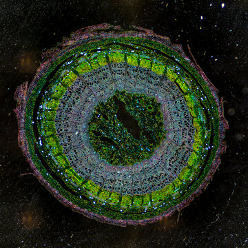 Caulis Sinomenii stem plant cells micrograph