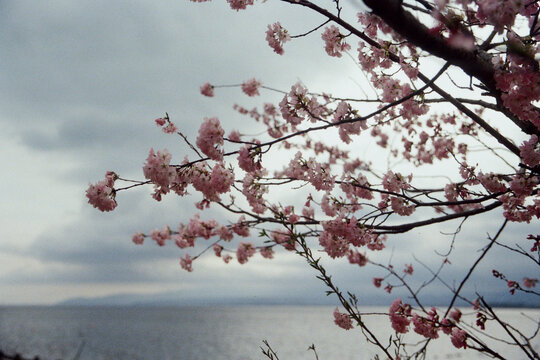Cherry tree in bloom by the lake