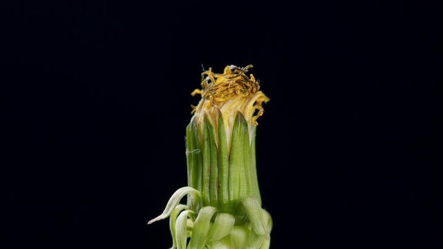 Yellow dandelion flowers revive and wither. flower Dandelion opening blossom. Dandelion flower blossoming composition. Timelapse.