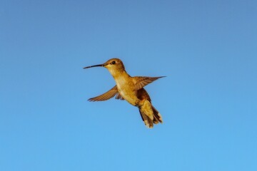 Close-up shot of a female black-chinned hummingbird in flight approaching a red feeder