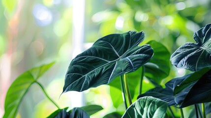 Alocasia Black Velvet Indoor Plants with Dark Leaves on Bright Background