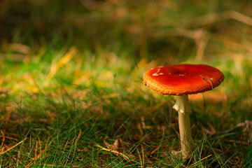 Fliegenpilz im Wald  mit Platz f&uuml;r Text