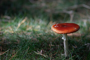 Fliegenpilz im Wald  mit Platz für Text